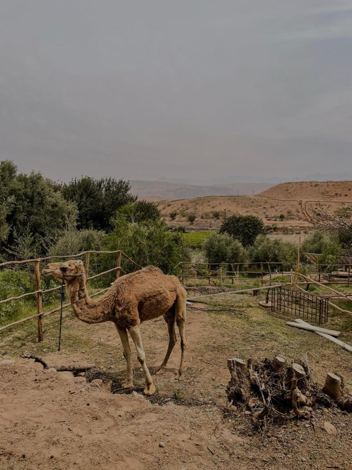Les Terrasses Du Lac Marrakech 랄라 타카르코스트 외부 사진