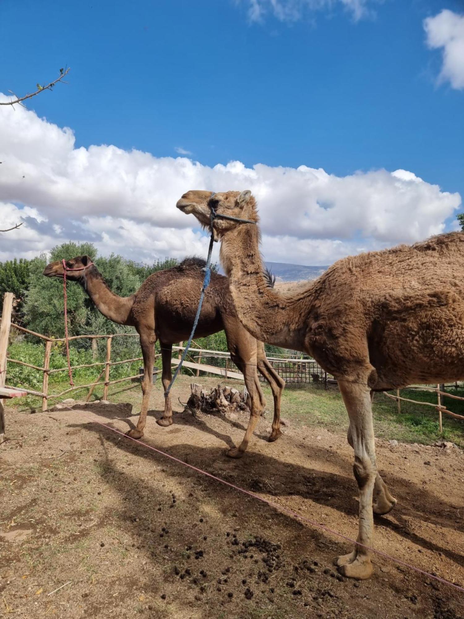 Les Terrasses Du Lac Marrakech 랄라 타카르코스트 외부 사진